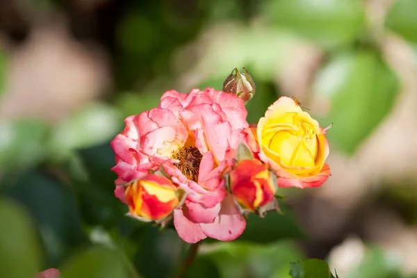 Rosa Colorida Hermosa Delicada Con Detalles —  Fotos de Stock