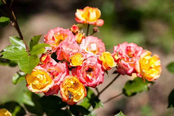 Rosa Colorida Hermosa Delicada Con Abeja Cerca — Foto de Stock