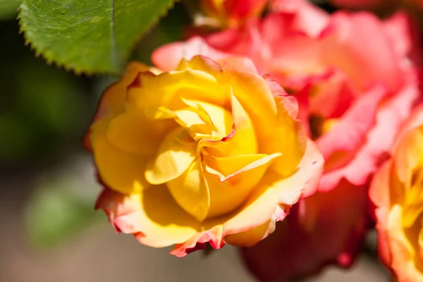 Rosa Colorata Bella Delicata Con Dettagli — Foto Stock