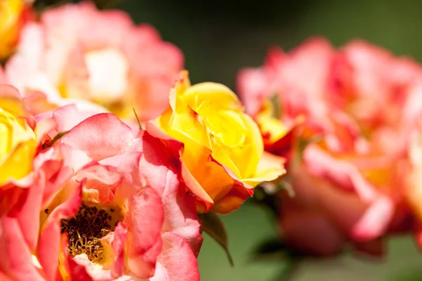 Rosa Colorida Hermosa Delicada Con Detalles — Foto de Stock