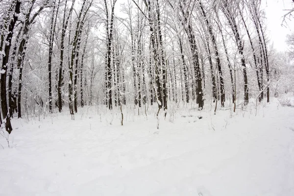 Zima Krajobraz Parku Szczegóły — Zdjęcie stockowe