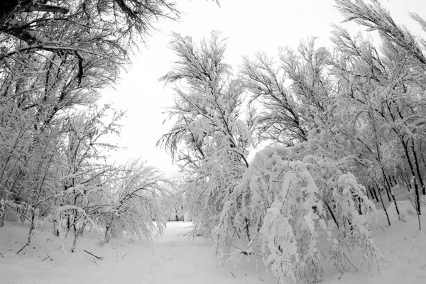 Зимовий Пейзаж Парку Подробиці — стокове фото