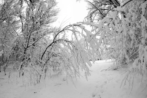 Зимовий Пейзаж Парку Подробиці — стокове фото