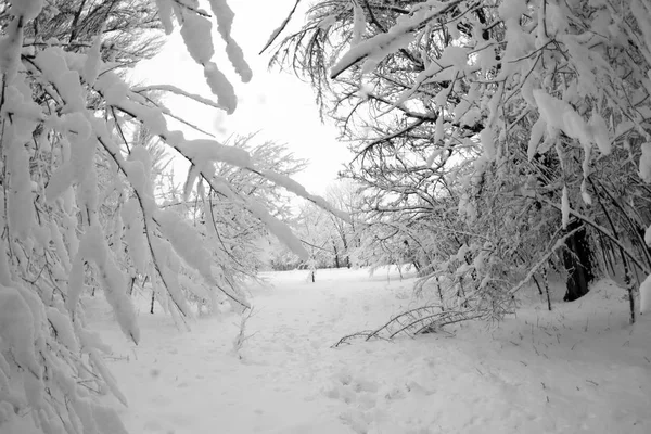 Paisagem Inverno Parque Detalhes — Fotografia de Stock