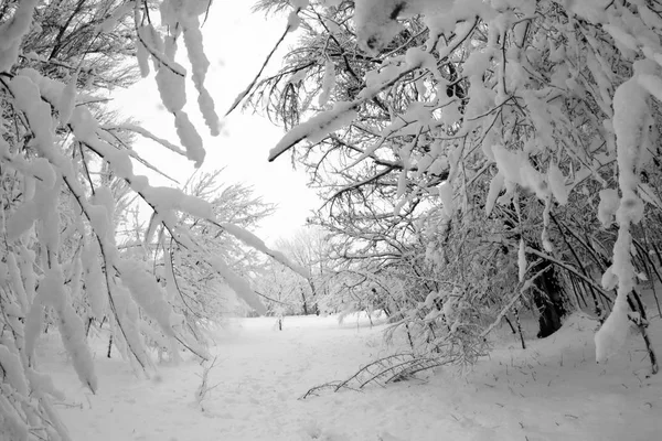 Paysage Hivernal Dans Parc Détails — Photo