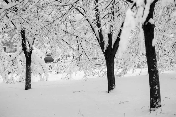 Zima Krajobraz Parku Szczegóły — Zdjęcie stockowe