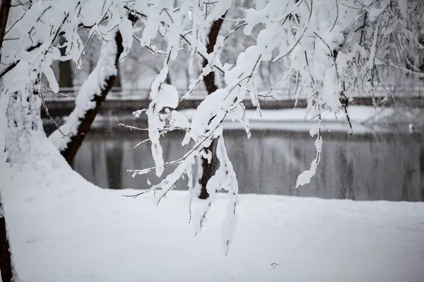 Paisaje Invernal Parque Detalles — Foto de Stock