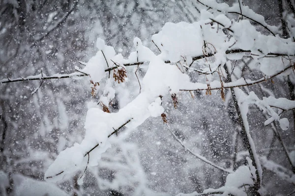 Paesaggio Invernale Nel Parco Dettagli — Foto Stock