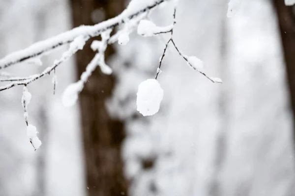 Paesaggio Invernale Nel Parco Dettagli — Foto Stock