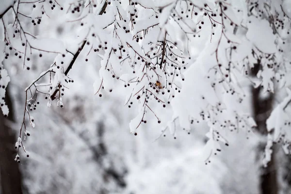 Winterlandschap Het Park Details — Stockfoto