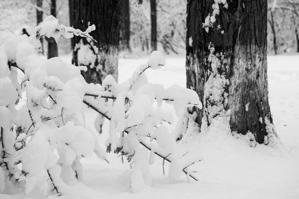 Зимний Пейзаж Парке Детали — стоковое фото