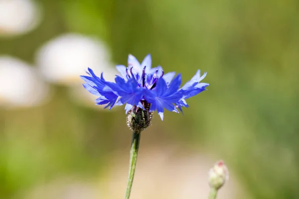 Alapképzési Gomb Centaurea Cyanus Virág Területén — Stock Fotó
