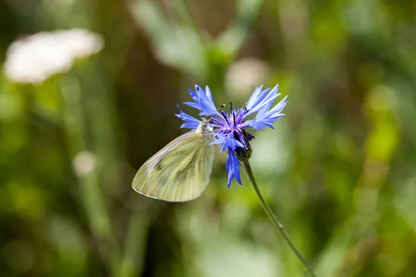 Bachelor Button Centaurea Cyanus Flower Pieris Brassicae Butterfly — Stock Photo, Image
