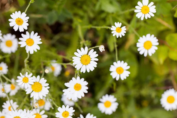 Wild Camomile Matricaria Chamomilla Field Natural Background — Stock Photo, Image