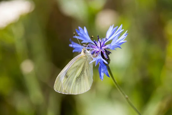 Bouton Baccalauréat Centaurea Cyanus Fleur Avec Pieris Brassicae Papillon — Photo