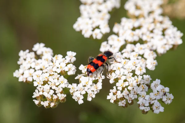 Planta Achillea Millefolium Insecto Con Fondo Natural —  Fotos de Stock