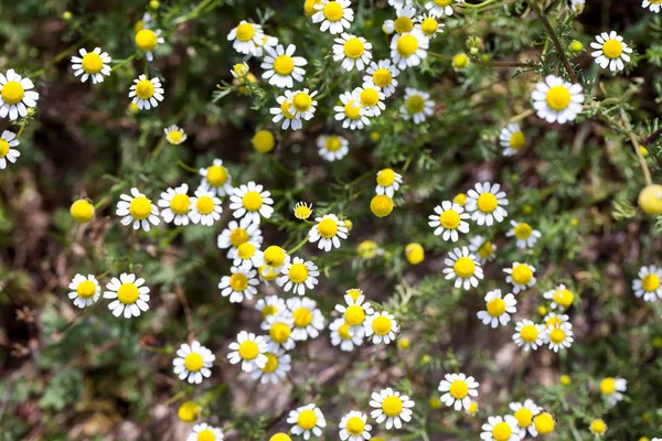 Wild Camomile Matricaria Chamomilla Field Natural Background — Stock Photo, Image