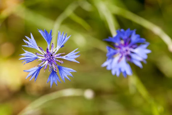 Kwiat Licencjat Przycisk Centaurea Cyanus Polu — Zdjęcie stockowe