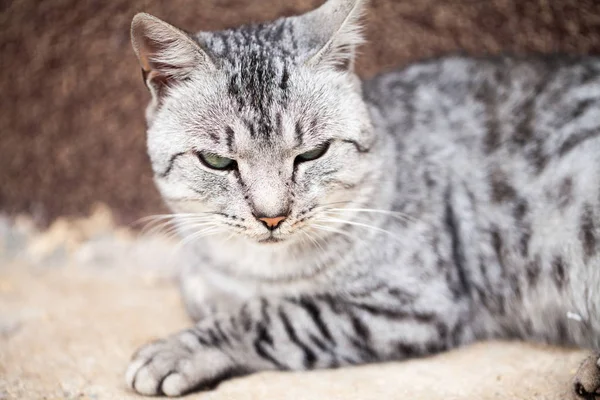Krásný Šedý Kočičí Portrét — Stock fotografie
