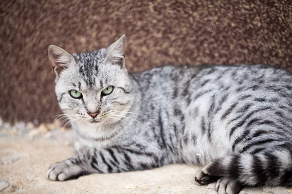 Güzel Gri Kedi Portresi — Stok fotoğraf