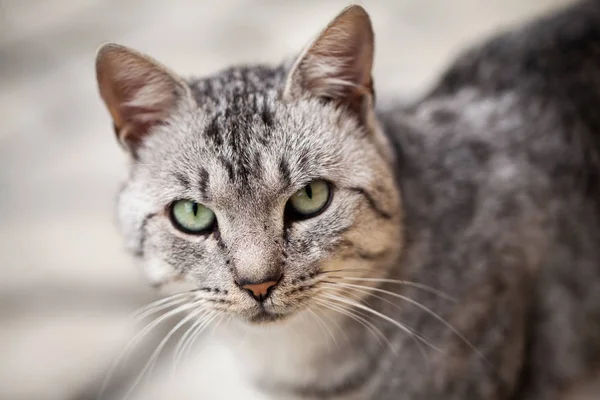 Beautiful Gray Cat Portrait — Stock Photo, Image