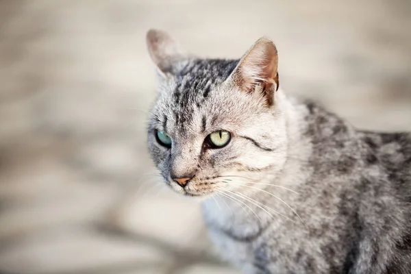 Beautiful Gray Cat Portrait — Stock Photo, Image