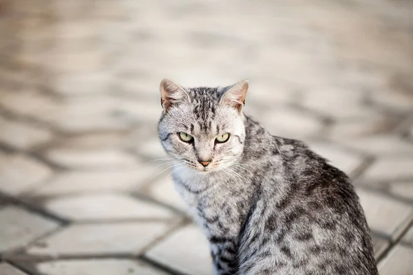 Güzel Gri Kedi Portresi — Stok fotoğraf