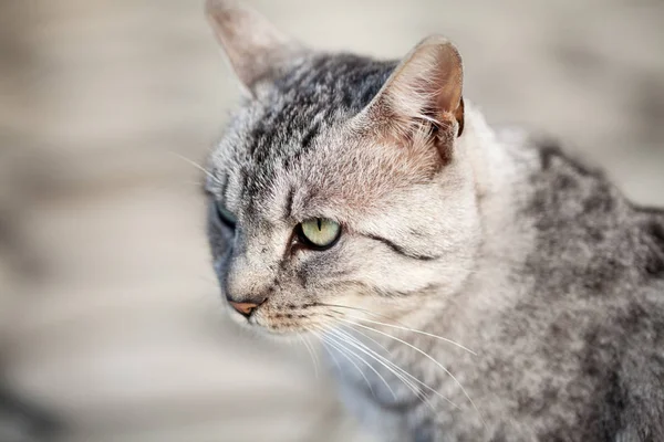 Krásný Šedý Kočičí Portrét — Stock fotografie