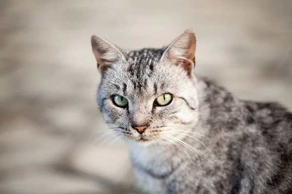 Vacker Grå Katt Porträtt — Stockfoto