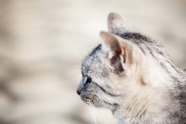 Beautiful Gray Cat Portrait — Stock Photo, Image