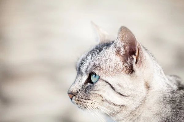 Güzel Gri Kedi Portresi — Stok fotoğraf