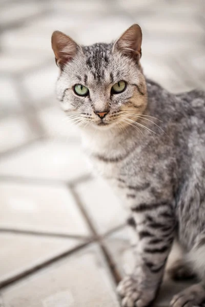 Vacker Grå Katt Porträtt — Stockfoto