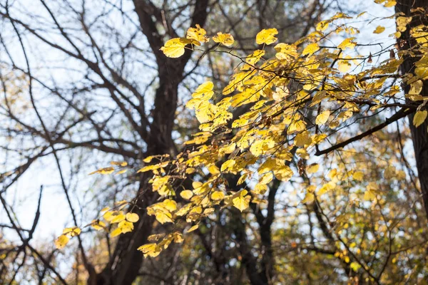 Jesienne Drzewa Żółtymi Listwami Lesie — Zdjęcie stockowe