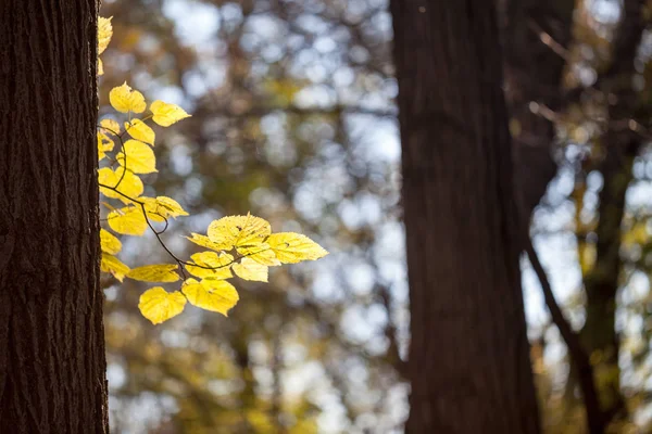 Herfst Bomen Met Gele Bladeren Bos — Stockfoto