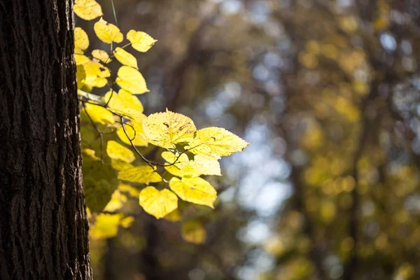 Kleurrijk Geel Herfst Blad — Stockfoto