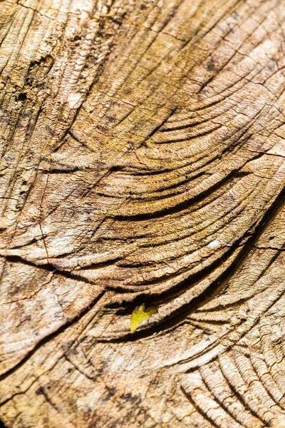 Teksturowana Powierzchnia Drewna — Zdjęcie stockowe