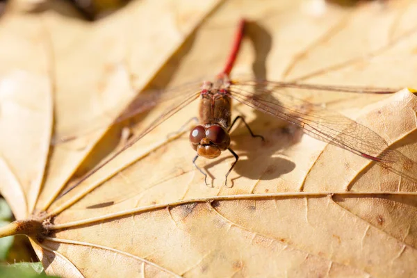 Libélula Marrón Con Macro Detalles Una Hoja Otoño —  Fotos de Stock