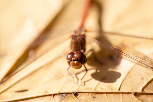 Brun Trollslända Med Makro Detaljer Höst Löv — Stockfoto