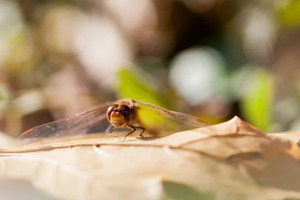 Libellule Brune Avec Des Détails Macro Sur Une Feuille Automne — Photo