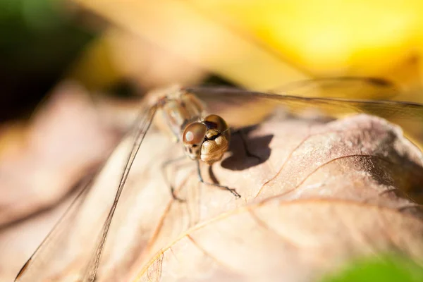 棕色蜻蜓与宏观细节在秋天叶子关闭 — 图库照片