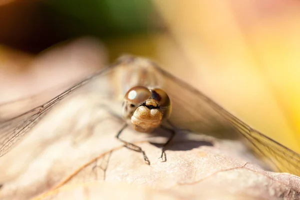 Коричневий Dragonfly Макрос Подробиці Осіннє Листя Крупним Планом — стокове фото