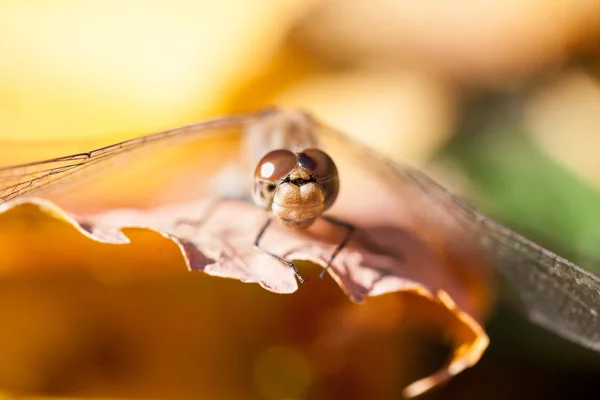 Hnědý Vážka Makro Detaily Podzimní Listí Slunečný Den — Stock fotografie