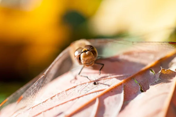 Hnědý Vážka Makro Detaily Podzimní Listí Slunečný Den — Stock fotografie