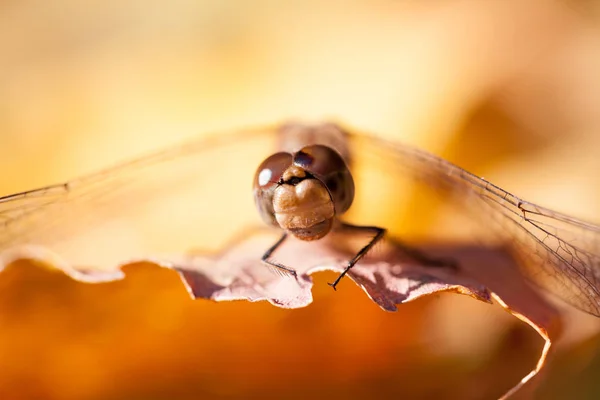 Brown Dragonfly Macro Details Autumn Leaf Sunny Day — Stock Photo, Image