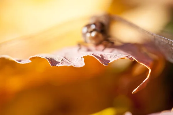 Libélula Marrón Con Macro Detalles Una Hoja Otoño Día Soleado —  Fotos de Stock