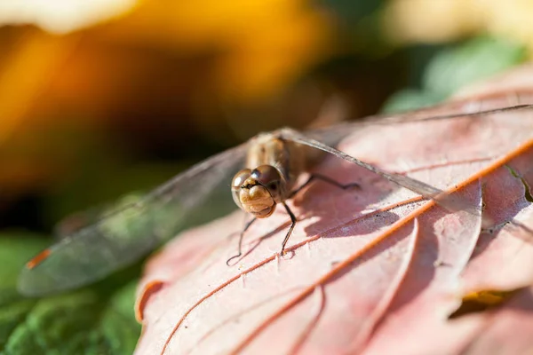 Bruin Dragonfly Met Macro Details Een Herfstblad — Stockfoto