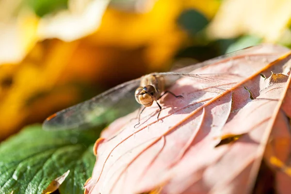 Bruin Dragonfly Met Macro Details Een Herfstblad — Stockfoto