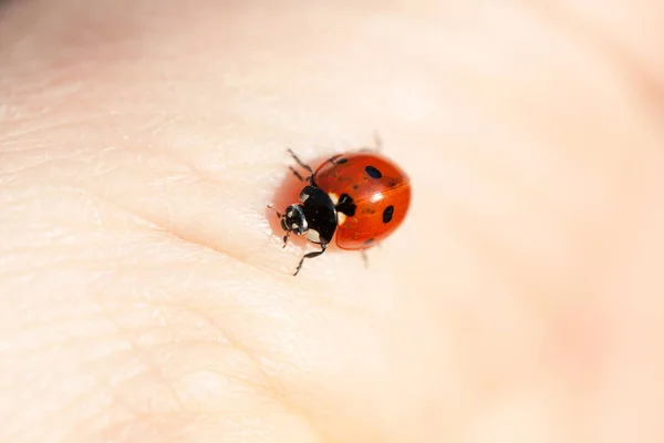 Pequena Senhora Bug Mão Humana — Fotografia de Stock