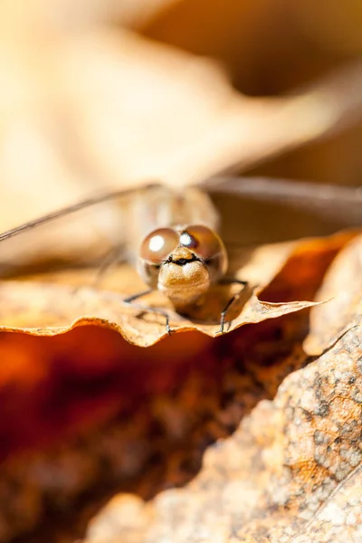 Коричневий Dragonfly Макрос Подробиці Осіннє Листя — стокове фото