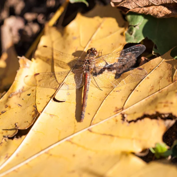 Brown Dragonfly Top View Autumn Leaf — Stock Photo, Image
